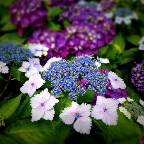 Hortenzija, Gėlės, Iš Arti, Lietaus Sezonas, Purpurinės Gėlės