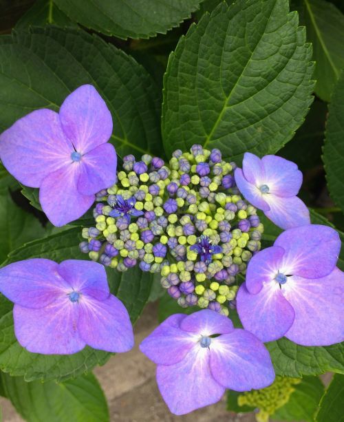Hortenzija, Gėlės, Violetinė, Raudona Violetinė, Pastelė, Žalias, Lapai, Yokosuka, Japonija
