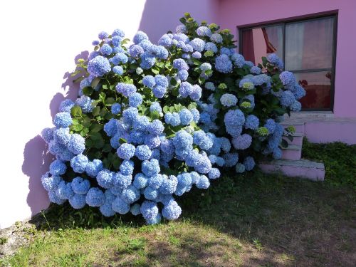 Hortenzija, Mėlynos Žiedlapiai, Krūmas