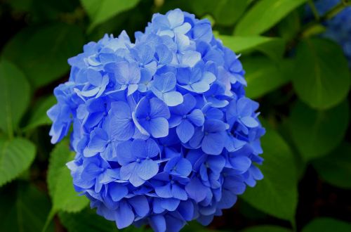 Hortenzija, Violetinė, Japonija, Augalas, Japonijos Gėlė, Žolė, Tokyo, Mėlynas