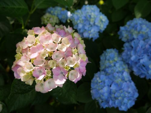 Hortenzija, Kumamoto, Gėlės, Rožinis, Japonijos Gėlė, Natūralus