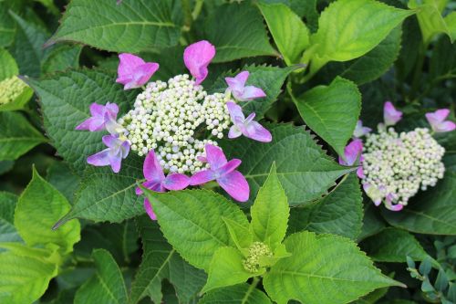 Hortenzija, Violetinė, Sodas