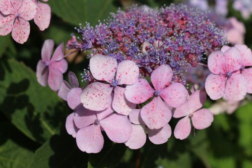 Hortenzija, Violetinė, Sodas, Augalas, Žiedas, Žydėti