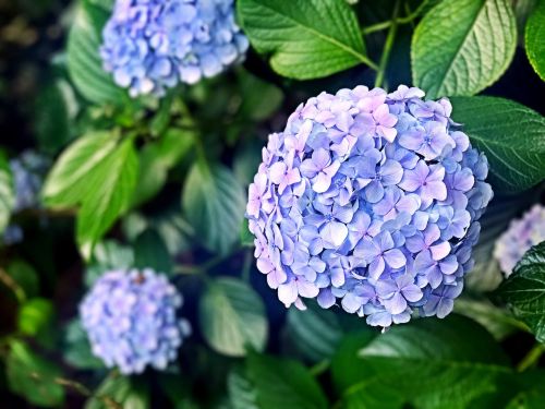 Hortenzija, Gėlės, Gėlė, Lietaus Sezonas, Augalas, Birželis, Violetinė, Japonija, Vasaros Pradžioje, K, Mėlynos Gėlės, Purpurinės Gėlės
