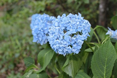 Hortenzija, Mėlynas, Vasara