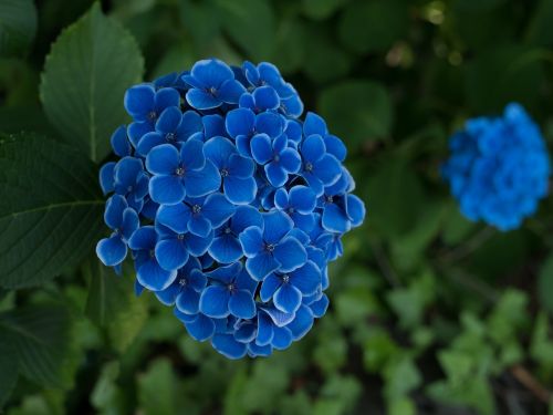 Hortenzija, Gėlės, Lietaus Sezonas, Japonijos Gėlė, Gėlė, Vasaros Pradžioje, Mėlynas, Gamta, Kumamoto