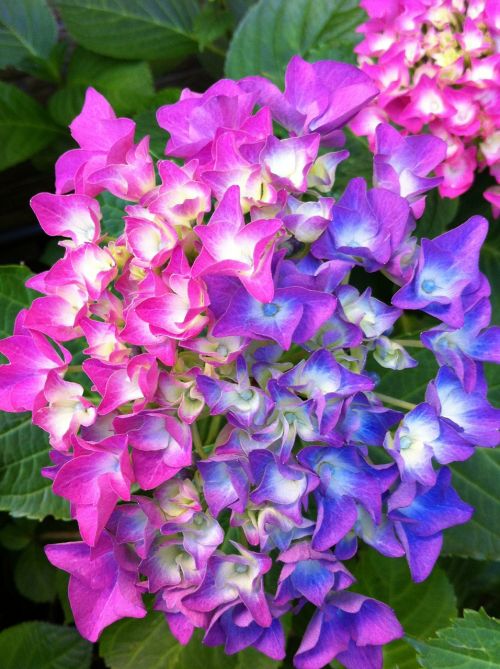 Hortenzija, Hydrangea Paniculata, Krūmas, Sodo Augalas, 2 Spalvos Gėlės, Rožinis, Mėlynas
