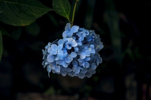 Hortenzija, Kamakura, Gėlės, Lietaus Sezonas