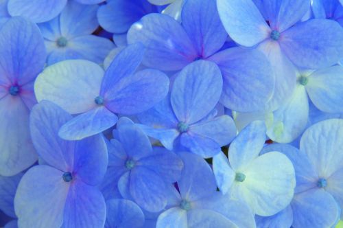 Hortenzija, Mėlynas, Gėlė, Gėlės, Augalas, Sodas, Natūralus, Gamta, Žiedlapiai, Pavasaris