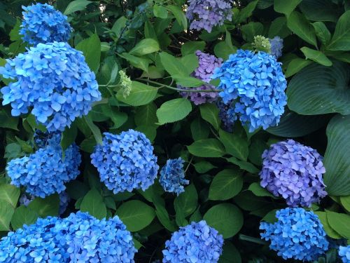 Hortenzija, Gėlės, Gražus, Mėlynos Gėlės, Lietaus Sezonas, Japonija