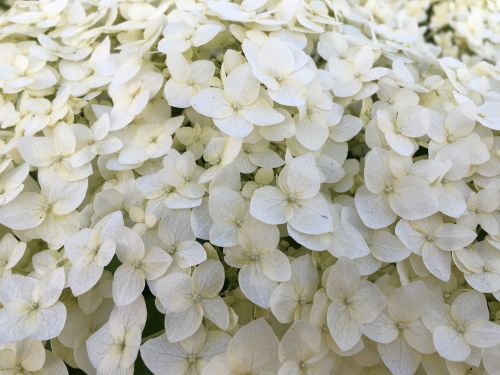 Hortenzija, Balta Hydrangea, Iš Arti, Sodas, Sodo Gėlės, Gėlės