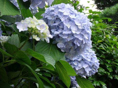 Hortenzija, Mėlynos Gėlės, Augalas
