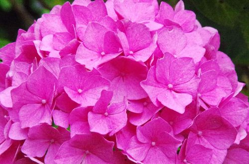 Hortenzija, Hydrangea Paniculata, Gėlė, Rožinė Gėlė, Vasaros Gėlės, Spalva Rožinė, Sodas, Gamta