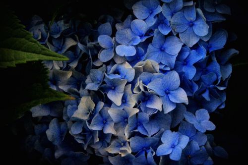 Hortenzija, Gėlės, Hydrangeas, Mėlynos Gėlės