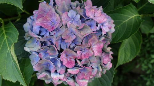 Hortenzija, Gėlė, Spalva, Mėlyna Violetinė Hortenzija