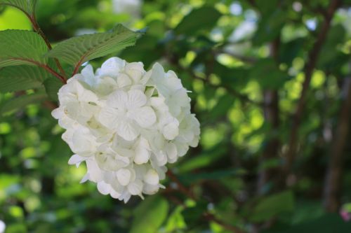 Hortenzija, Japonija, Gėlės
