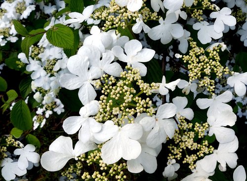 Hortenzija,  Baltos Spalvos,  Baltos Gėlės,  Hortenzija Gėlių,  Dekoratyvinių Krūmų,  Žydi,  Dekoratyvinis Augalas