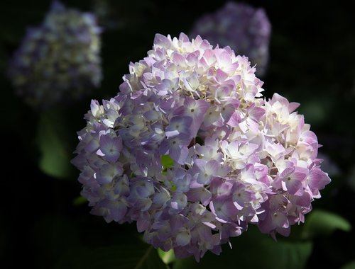 Hortenzija,  Augalų,  Gėlė,  Violetinė,  Dekoratyvinis Augalas,  Floros,  Sodas,  Pobūdį,  Žiedas,  Žydi,  Hortenzija Gėlių