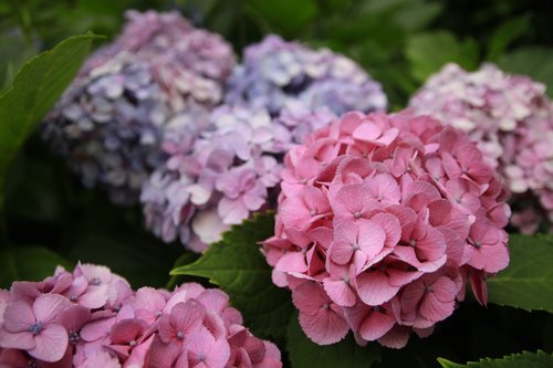 Hortenzija,  Augalų,  Gėlės