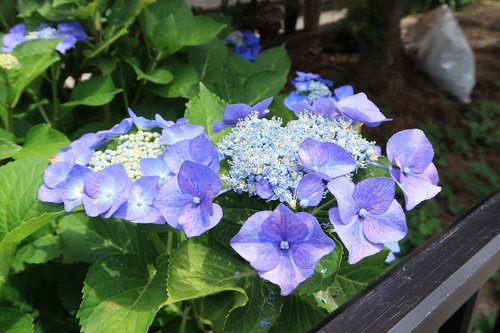 Hortenzija,  Mėlyna-Violetinė,  Vasara,  Natūralus,  Lauke,  Gėlės,  Lietaus Sezonas