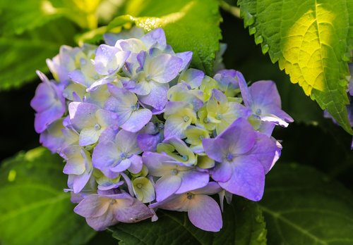 Hortenzija,  Violetinė Gėlė,  Žiedlapis,  Dekoratyviniai Augalai,  Gėlių Sodas,  Augalų,  Gėlė,  Vasara
