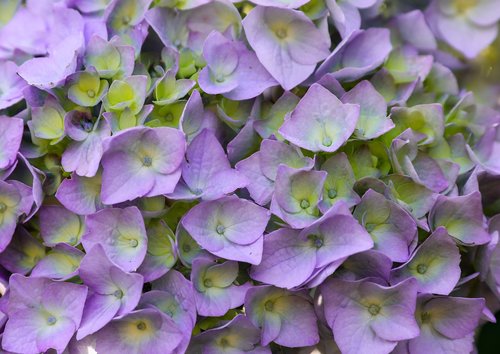 Hortenzija,  Violetinė Gėlė,  Žiedlapis,  Dekoratyviniai Augalai,  Gėlių Sodas,  Augalų,  Gėlė,  Vasara