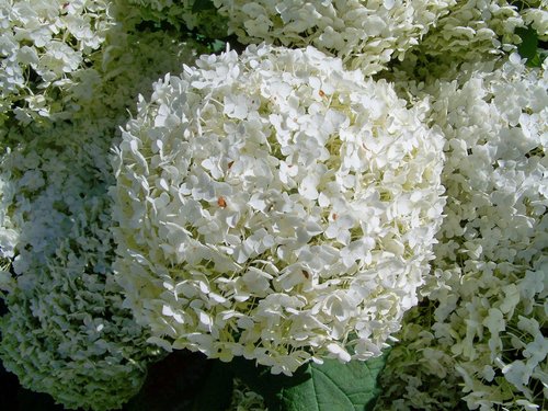 Hortenzija,  Balta Gėlė,  Sodas,  Vasara