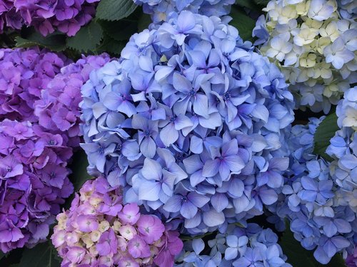 Hortenzija,  Gėlės,  Augalų,  Natūralus,  Rožinis,  Vasara,  Mėlyna,  Gražus,  Šventė