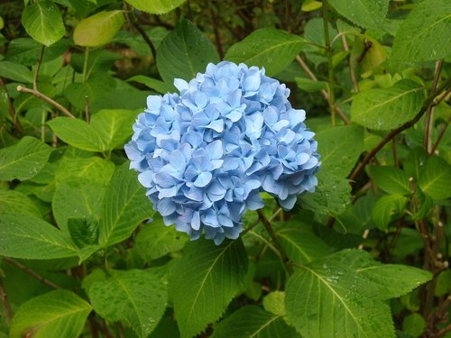 Hortenzija,  Mėlyna,  Alpine Garden