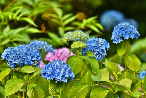 Hortenzija,  Hortensia,  Krūmas,  Gėlė,  Lapuočių,  Amžinai Žaliuojantis Augalas