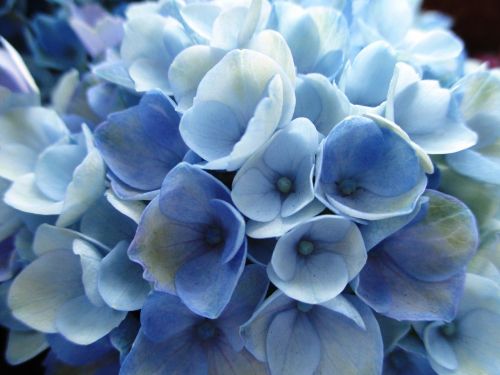 Hortenzija, Augalas, Gėlės, Šviesiai Mėlynas