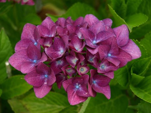 Hortenzija, Žiedas, Žydėti, Violetinė, Dekoratyvinis Krūmas, Šiltnamio Hortensia