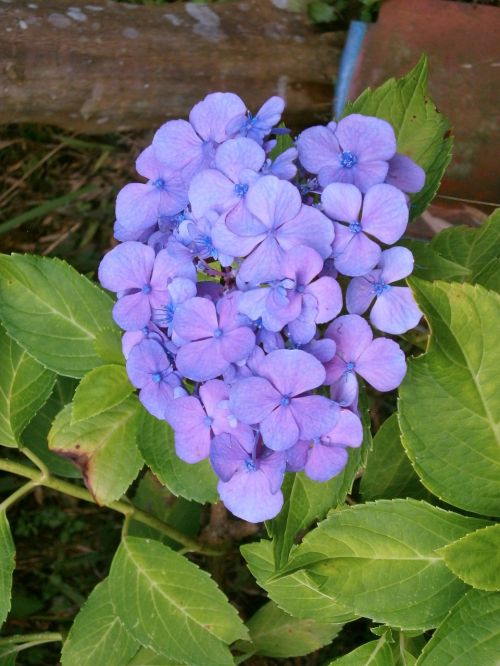 Hortenzija, Purpurinės Gėlės