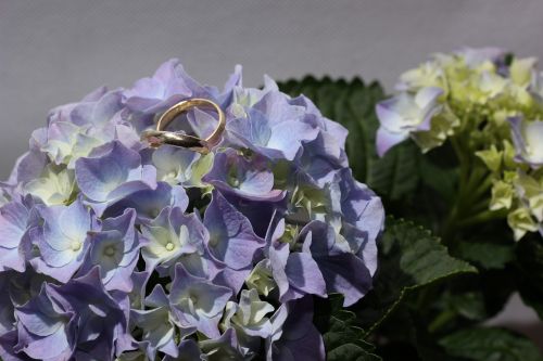Hortenzija, Žiedai, Auksinis Žiedas, Gėlė, Vestuviniai Žiedai