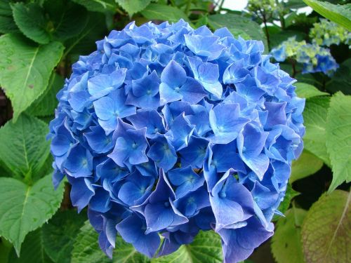 Hortenzija, Gėlė, Mėlynas