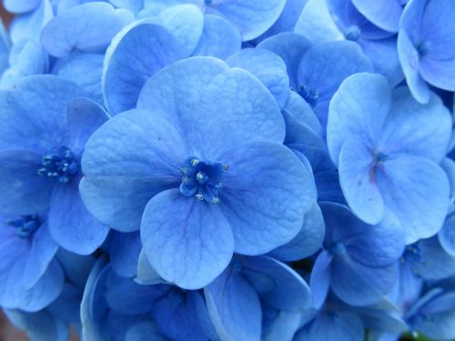 Hortenzija, Gėlė, Mėlynas, Tuti, Žiedas, Žiedlapis