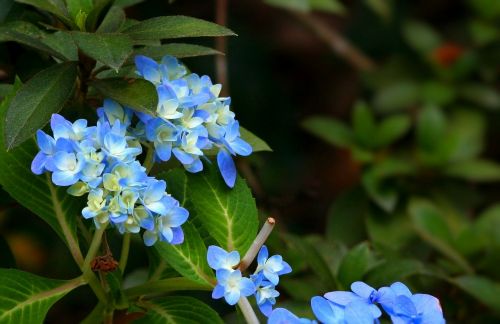 Hortenzija, Mėlynas, Gėlės, Augalas, Krūmas, Flora, Gėlių