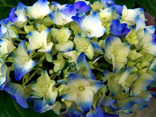 Hortenzija, Gėlių Sodas, Šviesiai Mėlynas