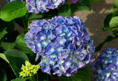 Hortenzija, Gėlės, Žiedlapiai, Mėlynas, Violetinė