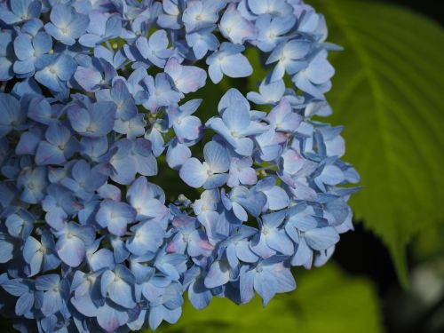 Hortenzija, Gėlės, Vasaros Pradžioje, Lietaus Sezonas, Augalas, Mėlynos Gėlės