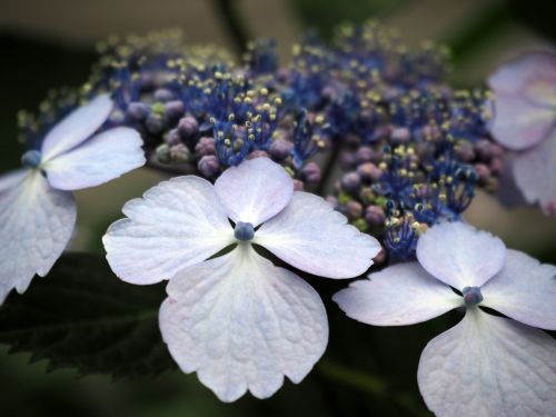Hortenzija, Hydrangeas, Gėlės, Augalas, Mėlynas, Mėlynos Gėlės