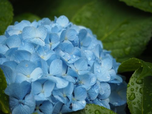 Hortenzija, Gėlės, Augalas, Lašas Vandens, Mėlynos Gėlės, Lietus, Lietaus Sezonas, Vasaros Pradžioje