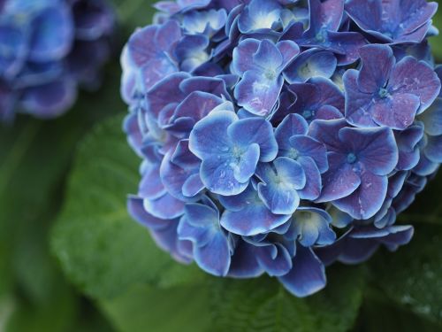 Hortenzija, Lašas Vandens, Lietus, Lietaus Sezonas, Gėlės, Augalas, Mėlynos Gėlės