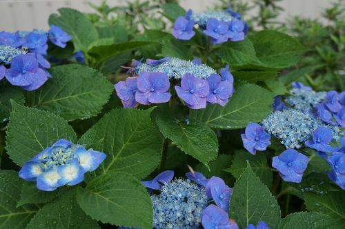 Hortenzija,  Gėlės,  Gamta,  Sodas,  Mėlyni Žiedlapiai