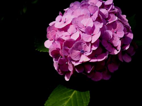 Hortenzija,  Lietaus Sezonas,  Vasaros Pradžioje,  Augalas,  Gėlės