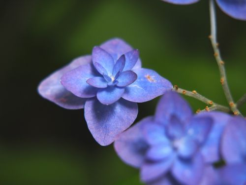 Hortenzija,  Gėlės,  Iš Arti,  Vasaros Pradžioje,  Lietaus Sezonas,  Augalas,  Mėlynos Gėlės