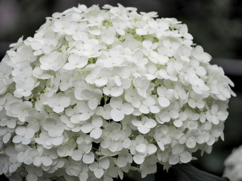 Hortenzija, Baltos Gėlės, Augalas, Gėlės