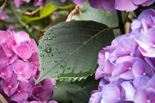 Hortenzija,  Lapai,  Lašas Vandens,  Lašelinė,  Lietus,  Liūtys,  Žydėti,  Augti,  Gėlė,  Žalias,  Rožinis,  Violetinė,  Violetinė,  Gamta,  Sodas,  Augalas,  Sodo Augalas,  Nuotaika,  Poilsis,  Pavasaris,  Gėlės,  Flora,  Prinokę,  Gražus,  Gyvas