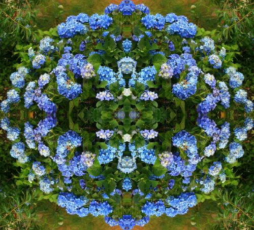 Gėlės,  Roundel,  Mėlynas,  Hortenzija Aplink Krūmą