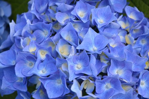 Hortenzijos Mėlyna, Sodas, Gamta, Žydėjimas, Botanika, Gėlė, Mėlynos Gėlės, Brittany, Žiedlapiai